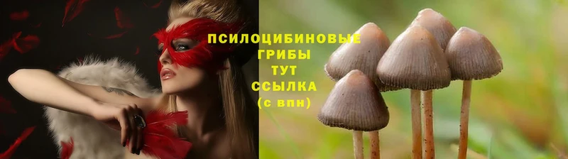 МЕГА tor  Кашира  Галлюциногенные грибы Psilocybe 